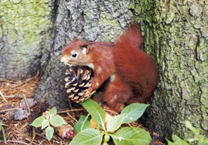 eichhörnchen